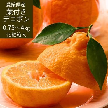 ���դ��ǥ��ݥ� ��ɲ���� ��4���5���ܺ��в١ۡ�����̵������� �����󥵡����� �ڻ������Բġ�