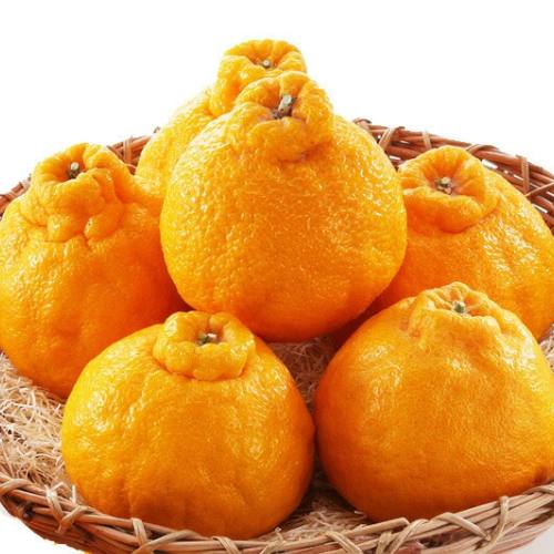 ڽвٻ12ܡ̵ۡۥϥǥݥ 0.75kg3̡̰£ѡڻԲġ