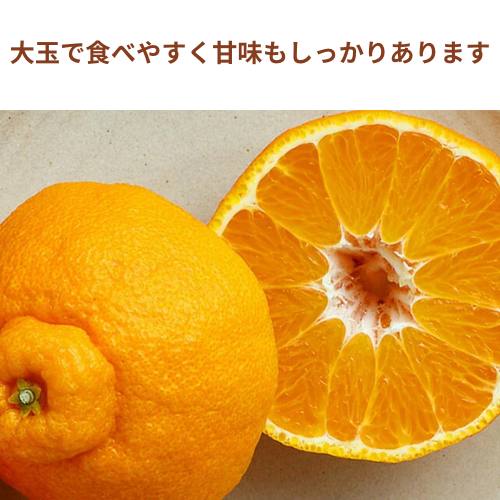 ڽвٻ12ܡ̵ۡۥϥǥݥ 0.75kg3̡̰£ѡڻԲġ