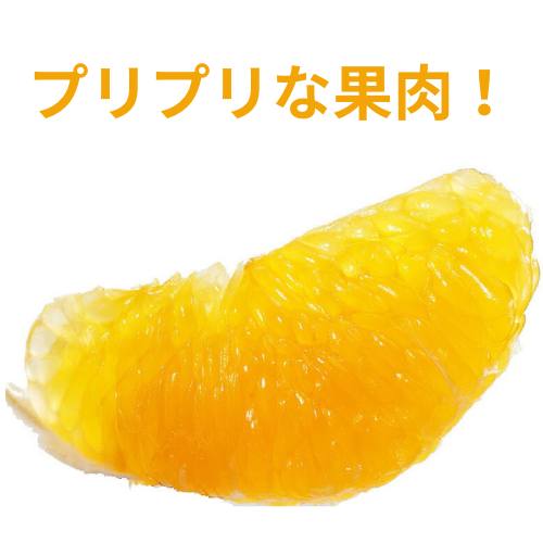 ڽвٻ12ܡ̵ۡۥϥǥݥ 0.75kg3̡̰£ѡڻԲġ