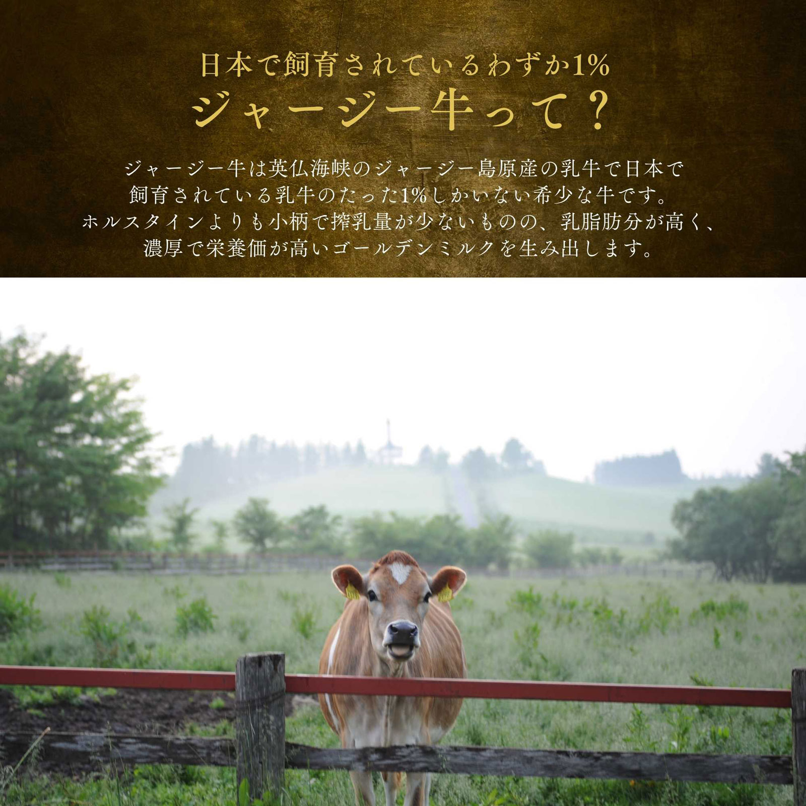 一つ星シェフ監修　ジャージー牛煮込みハンバーグ　ギフトセット