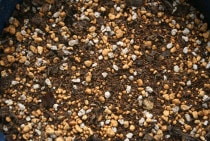 ������ݥ֥��ɡ����ꥹ�ޥ����������ڡ���������ʣ���L��2��)