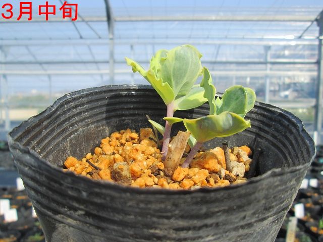 宿根草】セダム「アイス・ラッフルズ」 5号(15cm)ポット | | 宿根草