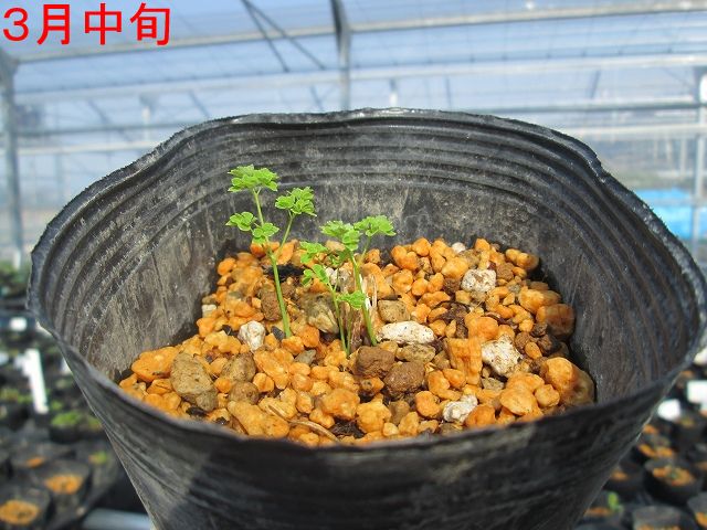 宿根草】タリクトラム「スプレンダイド・ホワイト」 5号(15cm)ポット