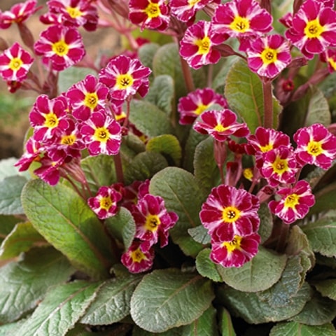 ڽɺۥץ֥꡼ 5(15cm)ݥå