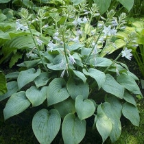 ۥ֥ե饰ȡ֥롼 4(12cm)ݥå