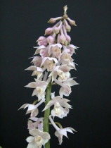 ��2024ǯ�ա������ָ����߳��աڻ�����ۥ饤���㥨�ӥ͡�4��ݥå�