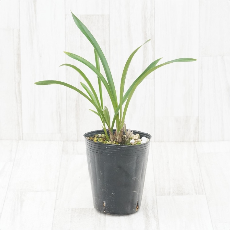 山野草】キンリョウヘン（金稜辺） 4号ロングポット | | 山野草（科名