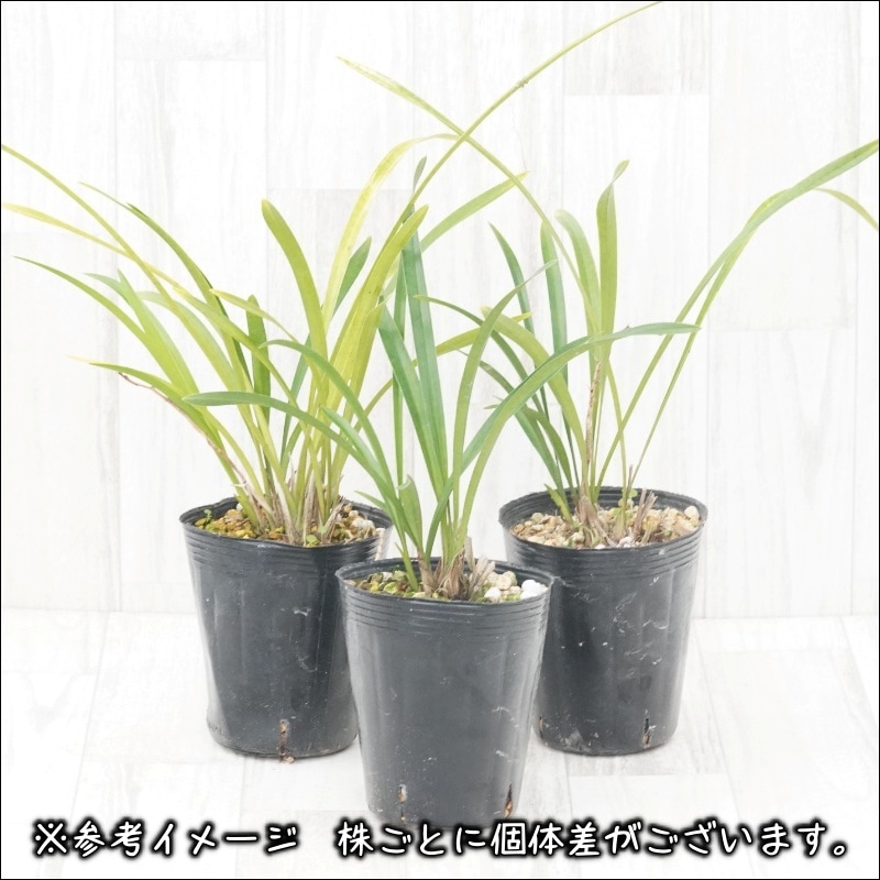 山野草】キンリョウヘン（金稜辺） 4号ロングポット | | 山野草（科名