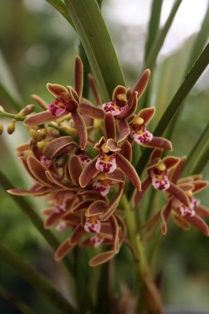 山野草】キンリョウヘン（金稜辺） 4号ロングポット | | 山野草（科名