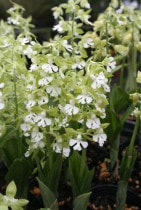 ��2024ǯ�ա������ָ����߳������򥸥��ӥ͡�3.5��ݥå�