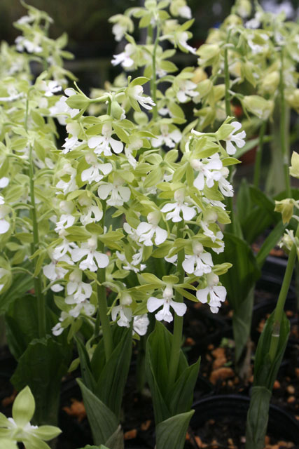 t*o様 山野草 野生蘭 えびね エビネ(超珍品！地エビネ黄花香り・4月24日写 山野草 野生蘭 えびね エビネ(超珍品！地エビネ黄花香り10月25日