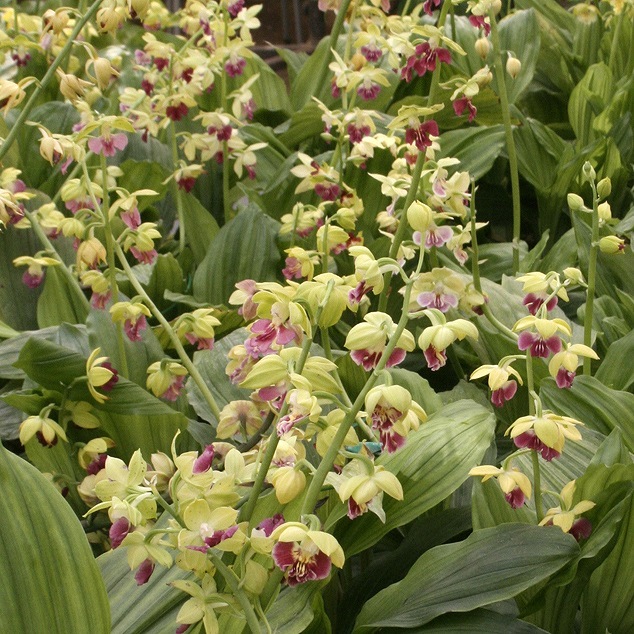 山野草 えびね 交配種「緑春香」 エビネ