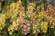 ��2025ǯ�ա������ָ����߳���˧�ᥨ�ӥ͡�4��ݥå�