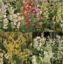 ��2024ǯ�ա������ָ����߳��աڻ�����۸��ۥ��ӥ�5�����åȡ�4��ݥå�