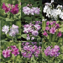 �ڻ������Ȭ�ź����ܥ����饽�����ʸ��פ餤5��5�����ʼ�̾��٥��դ�