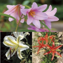 ��2019ǯ���ָ����߳��աڻ�������������3�糧�å�