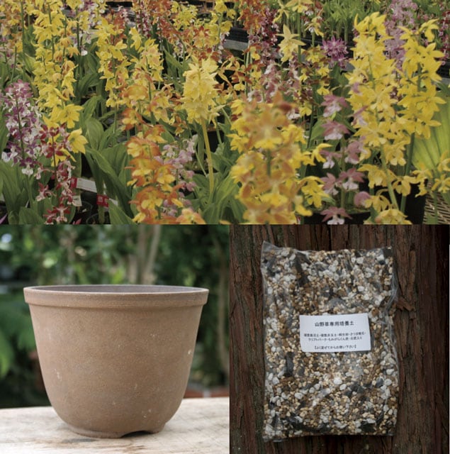 【山採り原種】黄エビネ（キエビネ）20株セット 春開花見込み エビネの豆知識 【山採り原種】黄エビネ（キエビネ）20株セット 春開花