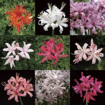 �ڳ��ָ����߳��ۡڥ�������ɥ�꡼�ۥͥ��10��10�塡���פ餤���å�