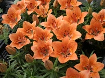 �ڻ��������ʸɱ��������ꡡ10�ݥåȤޤȤ��㤤