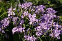 �ڻ�����ۥҥ᥷�㥬��10���ޤȤ��㤤