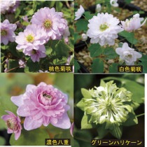 �ڻ�������߲֥���ޥ�4�糧�å�