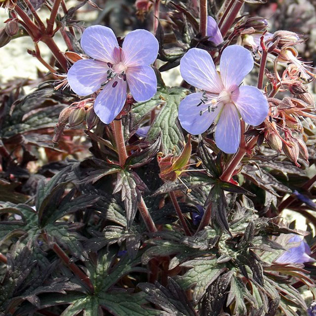 宿根草】ゲラニウム「ホッカス・ポッカス」 5号(15cm)ポット