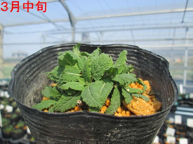 宿根草】サルビア「リリカル・ブルー」 5号(15cm)ポット | | 宿根草