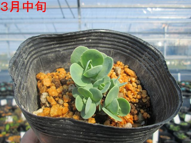 宿根草】セダム「オータム・ファイア」 5号(15cm)ポット | | 宿根草