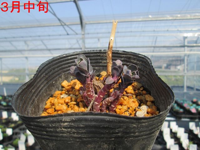 挽歌の妖精　SP 4枚セット カードガチャ キャラクターデッキ 蝶ヶ崎ほのめ ｜ Z/X - Zillions of