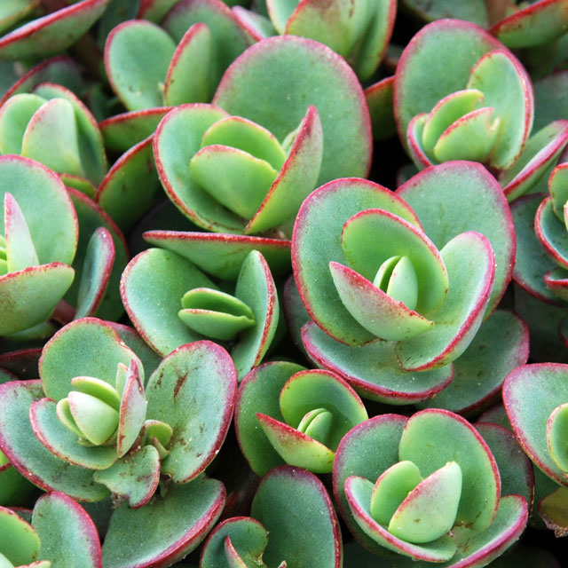 宿根草】セダム「ライム・ジンジャー」 5号(15cm)ポット | | 宿根草