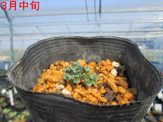 宿根草】セダム「ライム・ジンジャー」 5号(15cm)ポット | | 宿根草