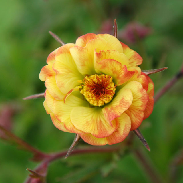 宿根草】ゲウム「テキーラ・サンライズ」 5号(15cm)ポット | | 宿根草