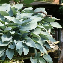 ۥ֥ϥ륷 4(12cm)ݥå 