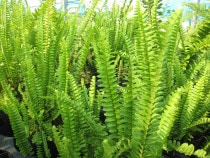 シダ類 | 四国ガーデン株式会社