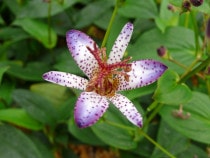 �ڻ�����2025ǯ�ơ����ָ����ߡۥۥȥȥ����������ס�3��(9cm)�ݥå�