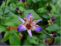 山野草（植物名別） | 四国ガーデン株式会社