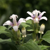 �ڻ�����2025ǯ�ơ����ָ����ߡۥۥȥȥ����ֻ��ס�3��(9cm)�ݥå�