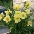 ��6��ȭ����ۥإ�����ꥹ�֥ե饰���ȡ��꥿���󥺡�