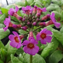 日本の山野草 紫桜館山の花屋 | オンライン見積もり - 「ヤマトキソウ 7.5cm