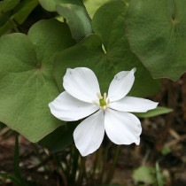 �ڻ��������֥ۥեޥ�ε����