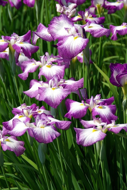 1048 七宝 花 菖蒲 詳細不明 2023年春～開花見込み株】花菖蒲「紅童」 | | 花菖蒲 | 四国ガーデン