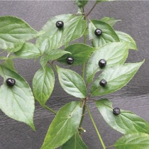 �ڼ��ڡۥϥʥ�����������1���᥹2�����å�