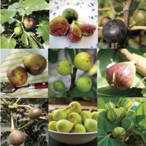 �ڲ̼��ġۥ��������ʼ���פ餤5��5��