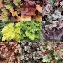 �ڽɺ���ۥҥ塼�����ʼ6����������פ�5��5��