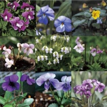 �ڻ�����ۥ��ߥ졡���פ�5��5��