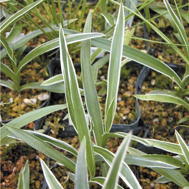 サギソウ (銀河) 30球 さぎ草 （サギソウ 15球＋α A