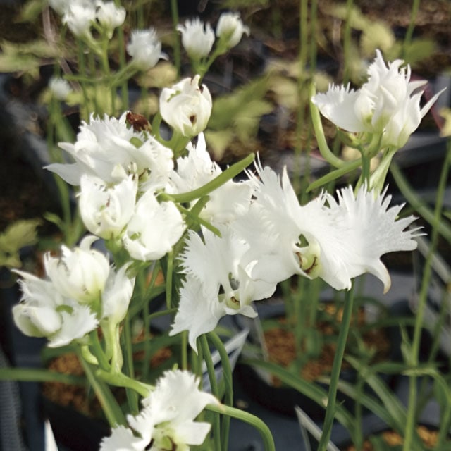 山野草】サギソウ(飛翔)20球まとめ買い | | お買い得セット | 四国