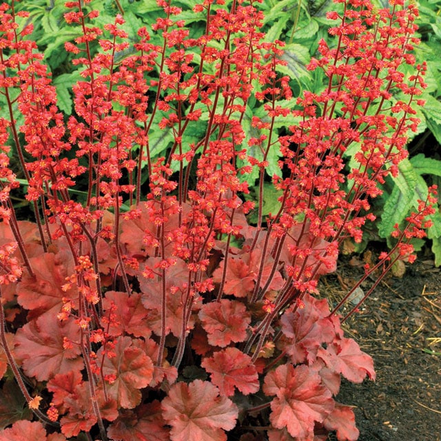 宿根草】ヒューケラ「チェリー・コーラ」 5号(15cm)ポット | | 宿根草