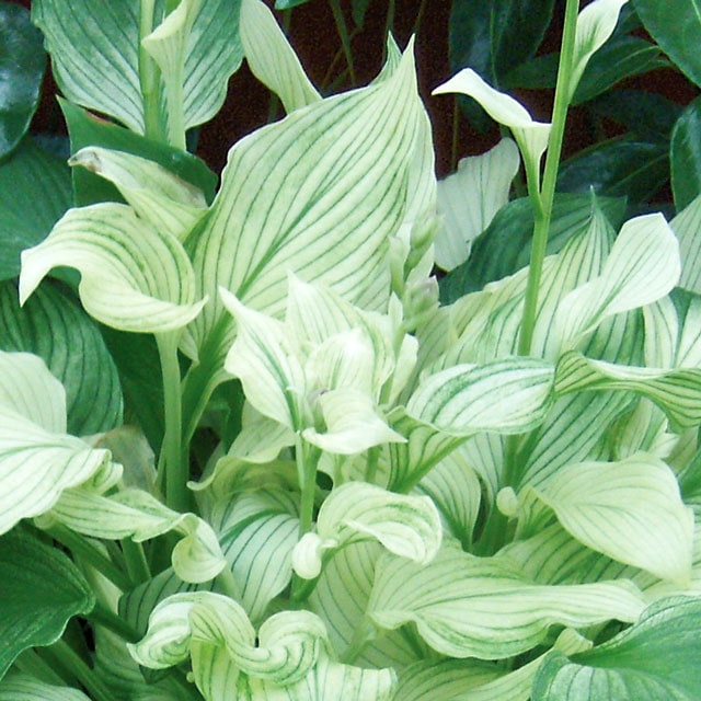 �ۥ����֥ۥ磻�ȡ��ե������� 4��(12cm)�ݥåȡ����������� 